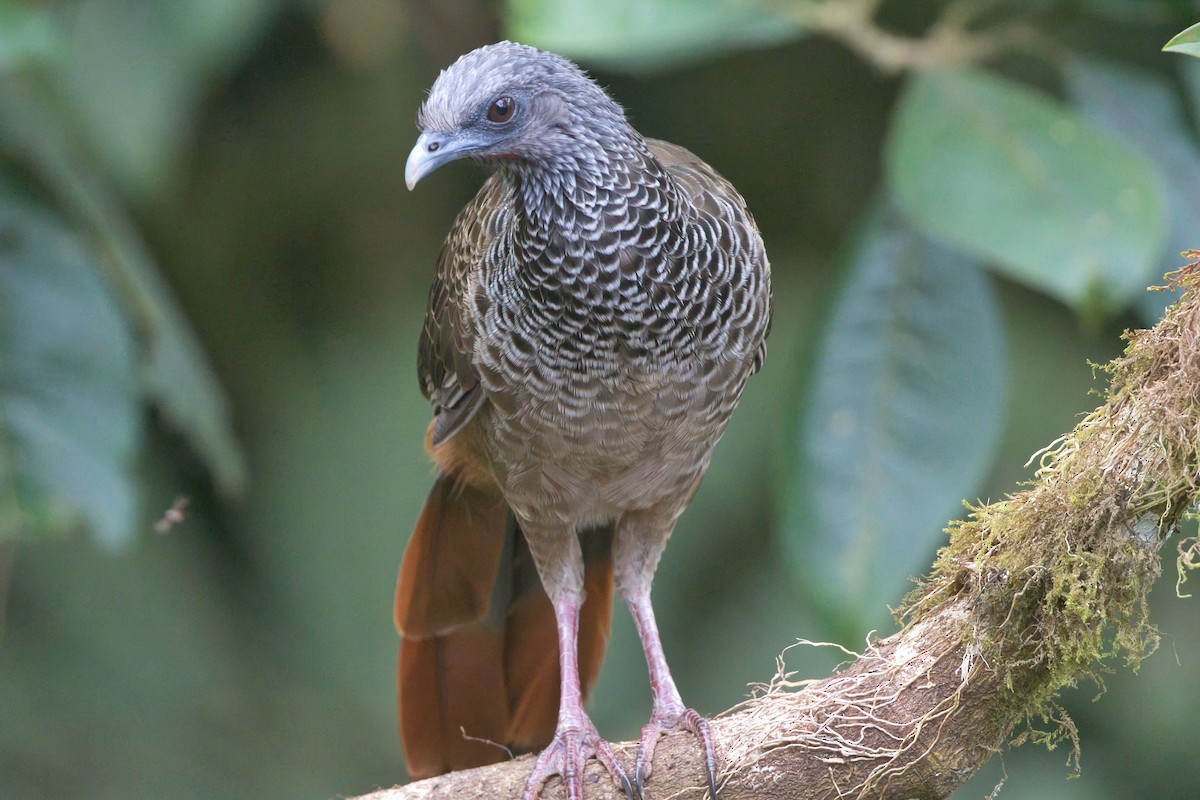 Colombian Chachalaca - ML625593890