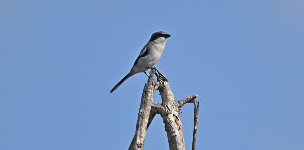 Loggerhead Shrike - ML625593979