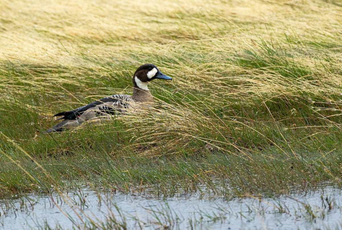 Spectacled Duck - ML625593980