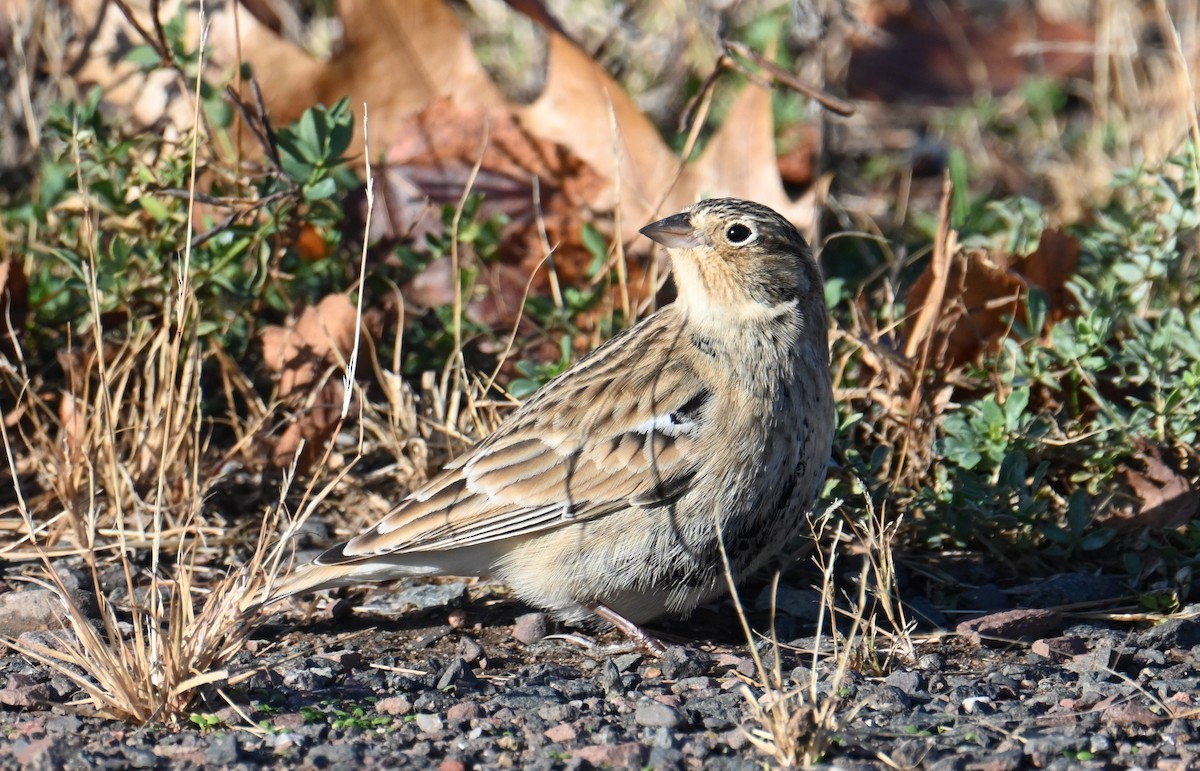 Chestnut-collared Longspur - John Winegarden