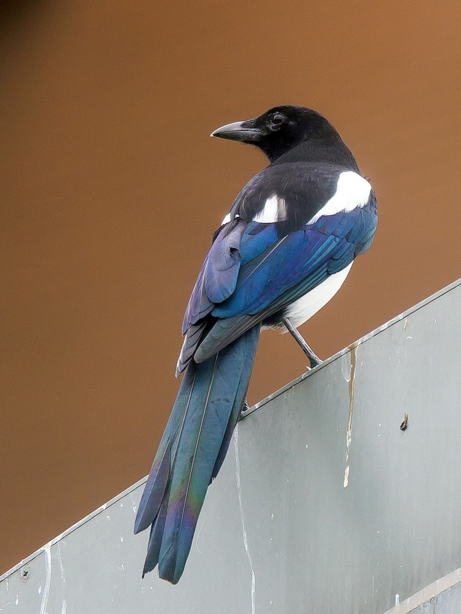 Oriental Magpie - Karyne Wee