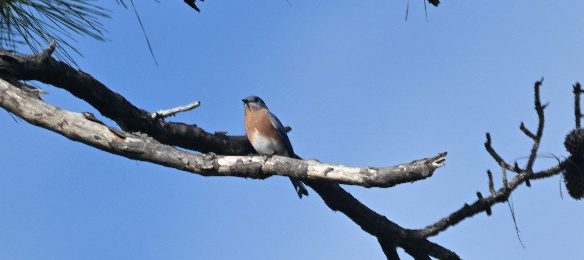 Eastern Bluebird - James Bozeman