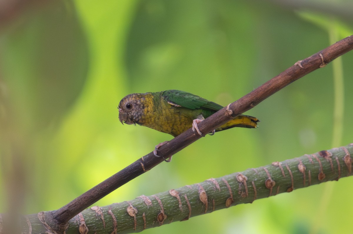 Meek's Pygmy-Parrot - ML625594183