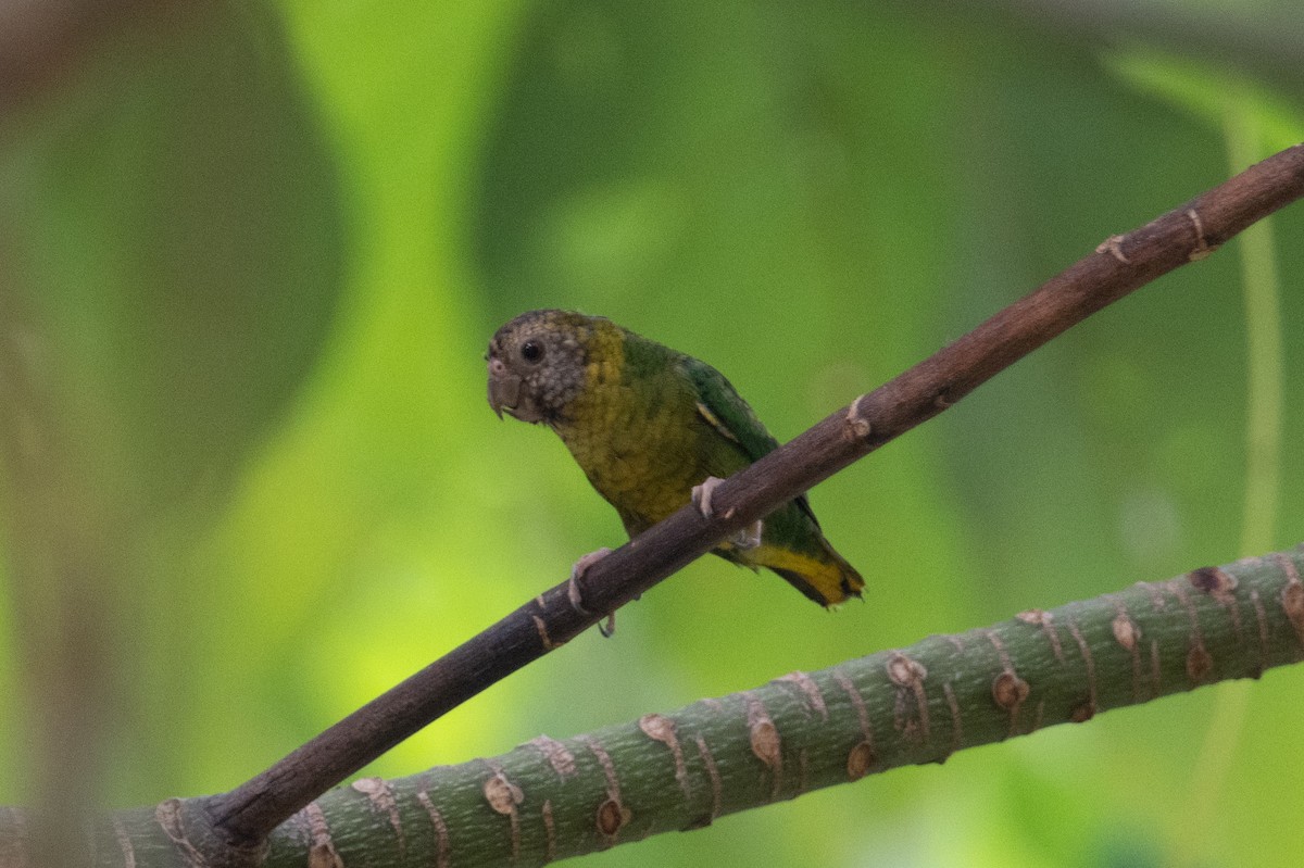 Meek's Pygmy-Parrot - ML625594186