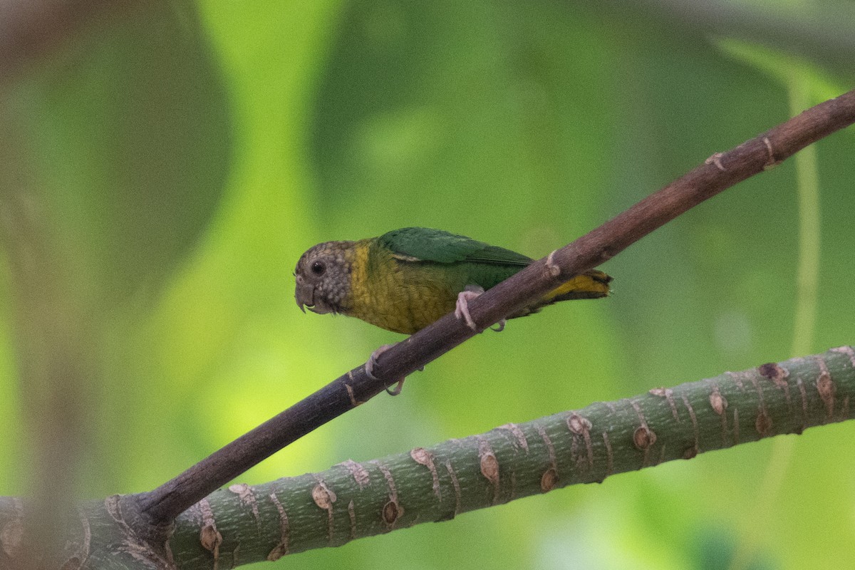 Meek's Pygmy-Parrot - ML625594187