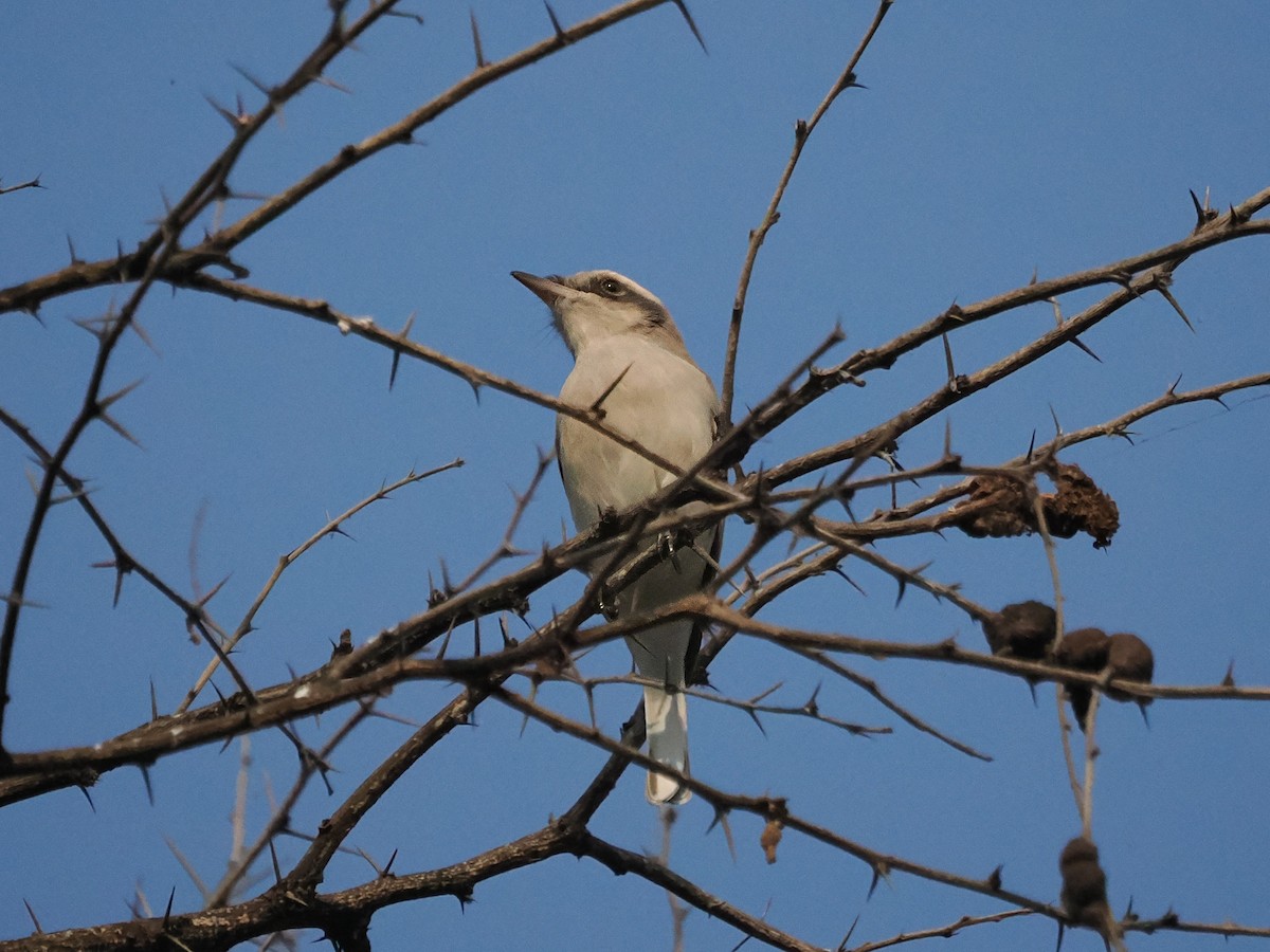 Common Woodshrike - ML625594211