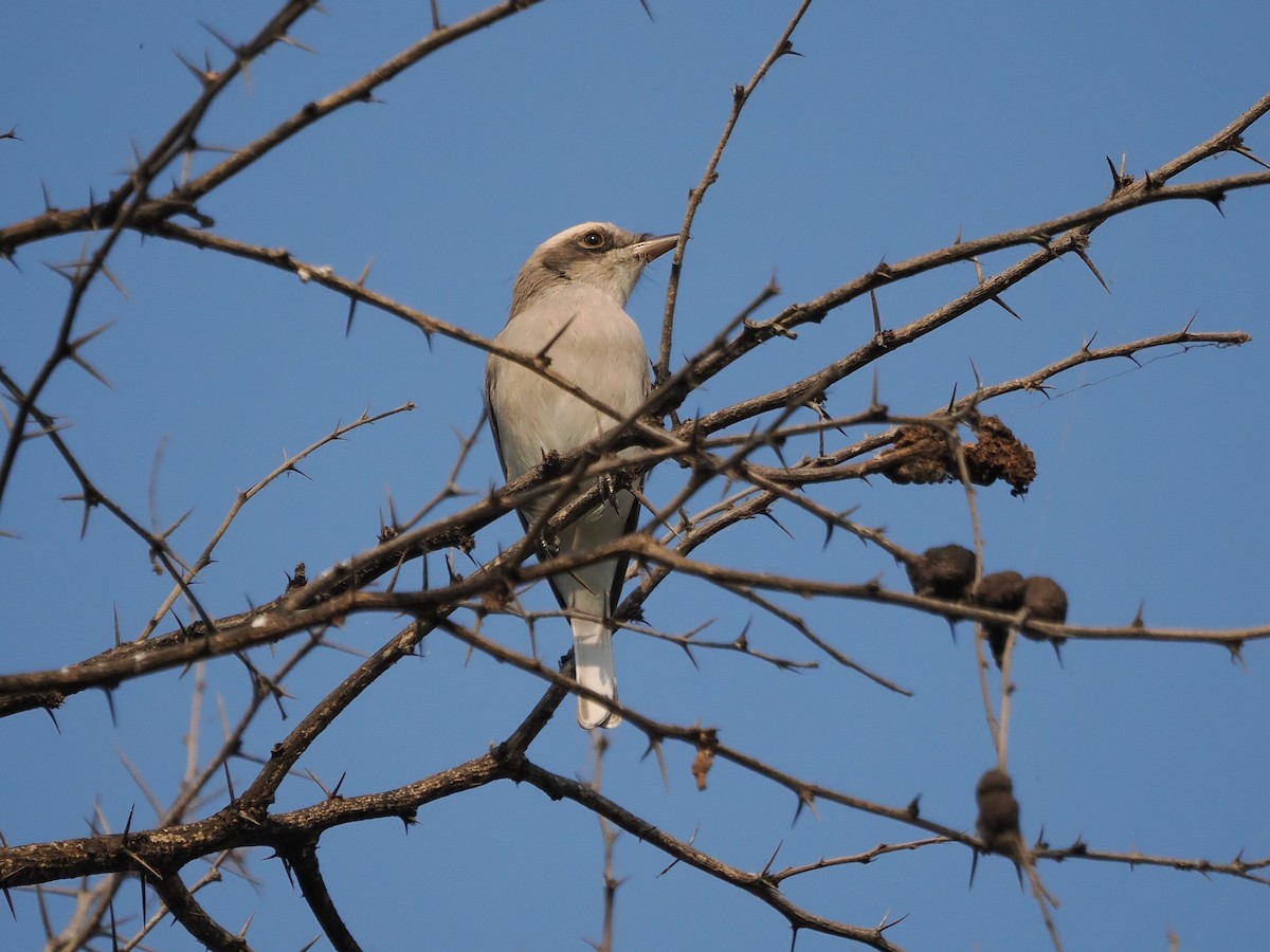 Common Woodshrike - ML625594212