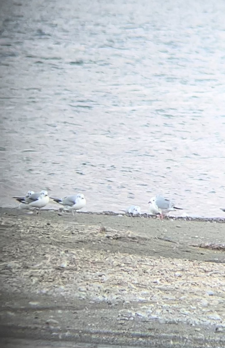 ボナパルトカモメ - ML625594230