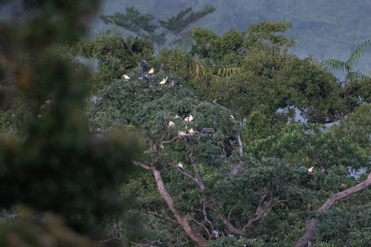 Yellowish Imperial-Pigeon - ML625594248
