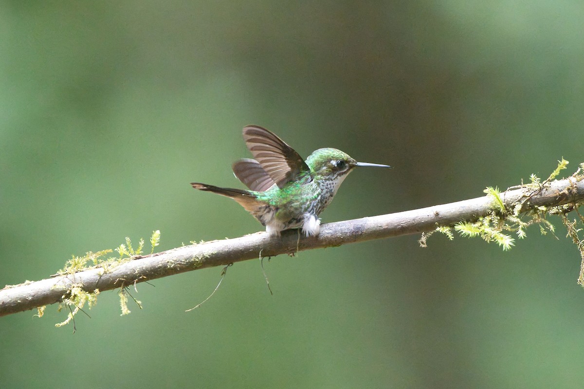 White-booted Racket-tail - ML625594249