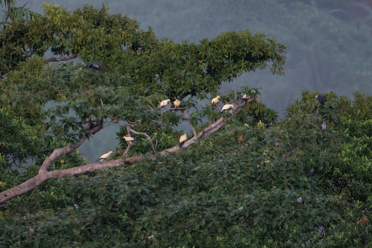 Yellowish Imperial-Pigeon - ML625594252