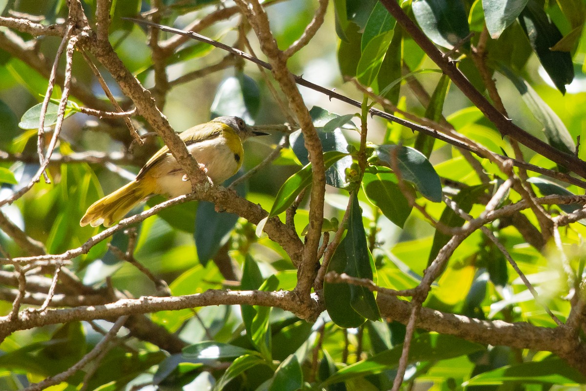 Apalis Pechigualdo - ML625594284