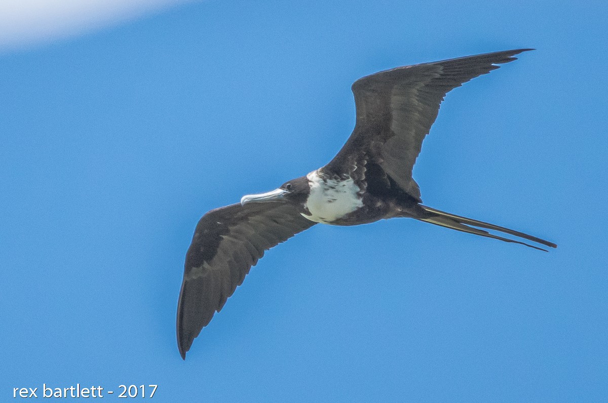 Magnificent Frigatebird - ML62559431