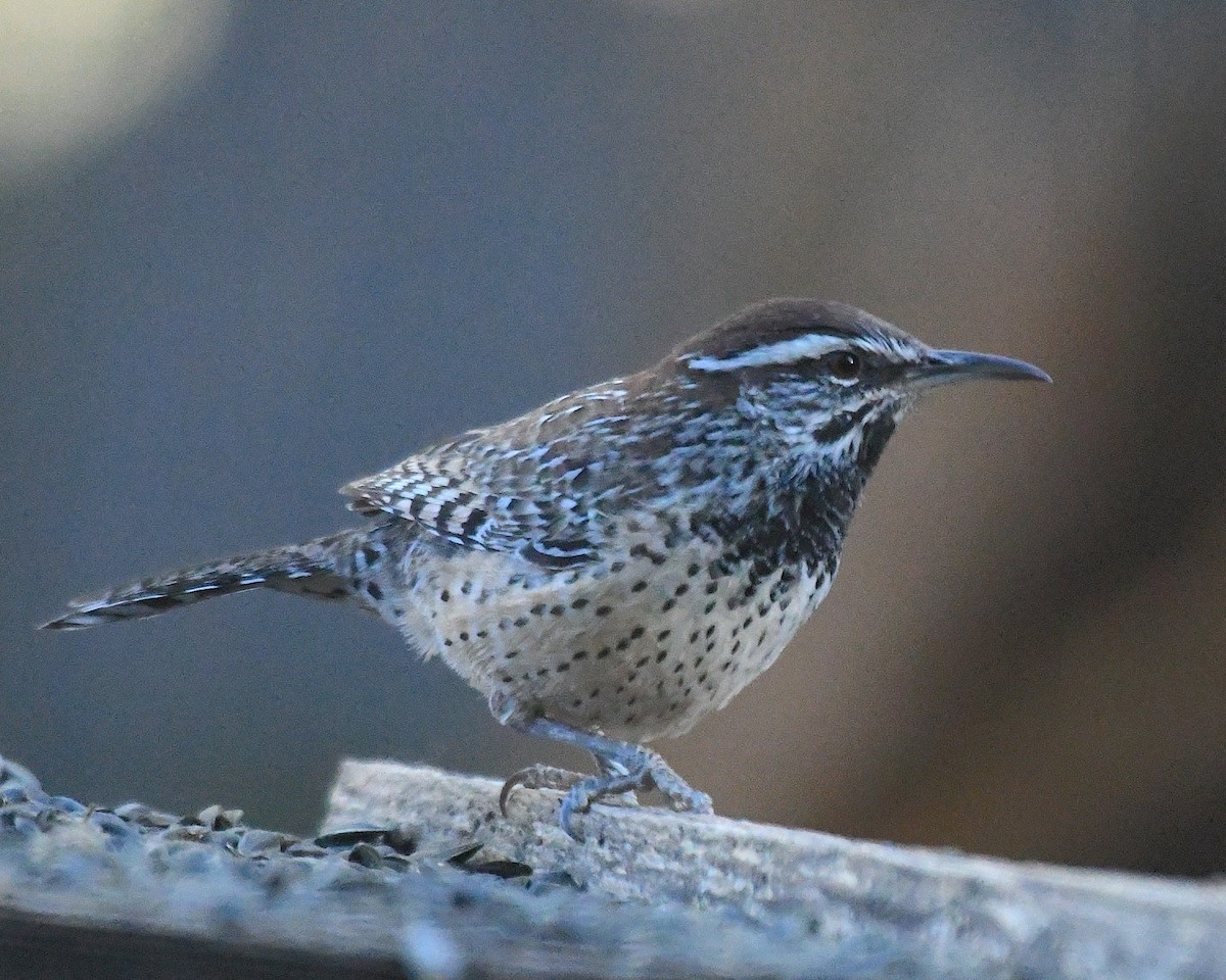 Cactus Wren - ML625594345