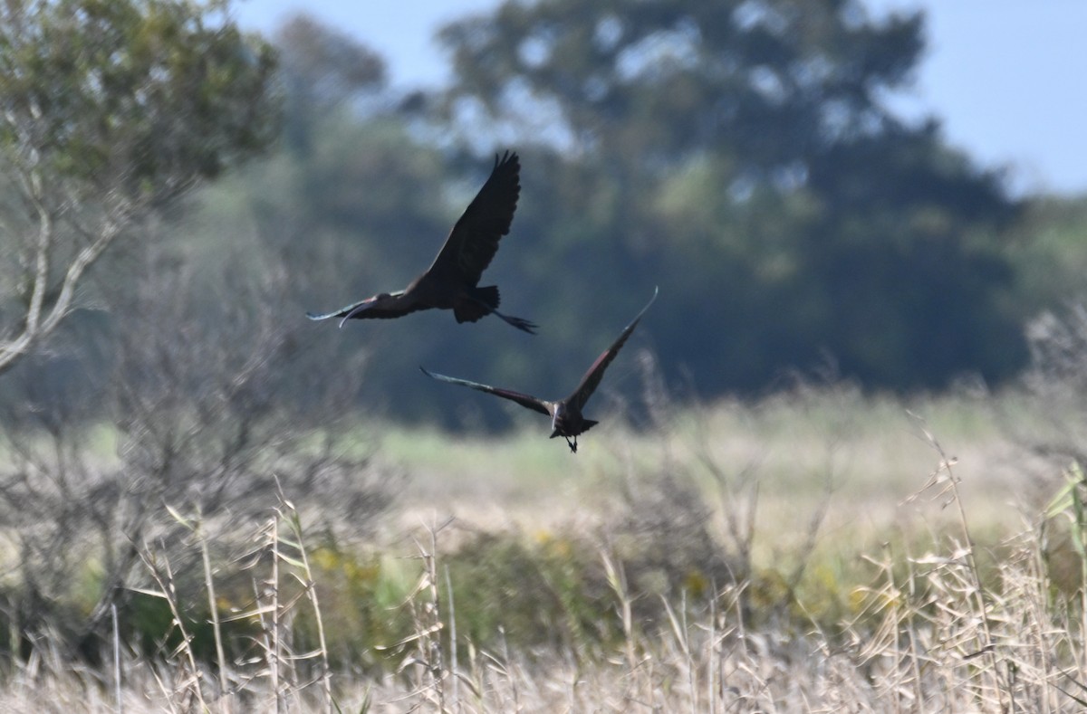 ibis hnědý/americký - ML625594379