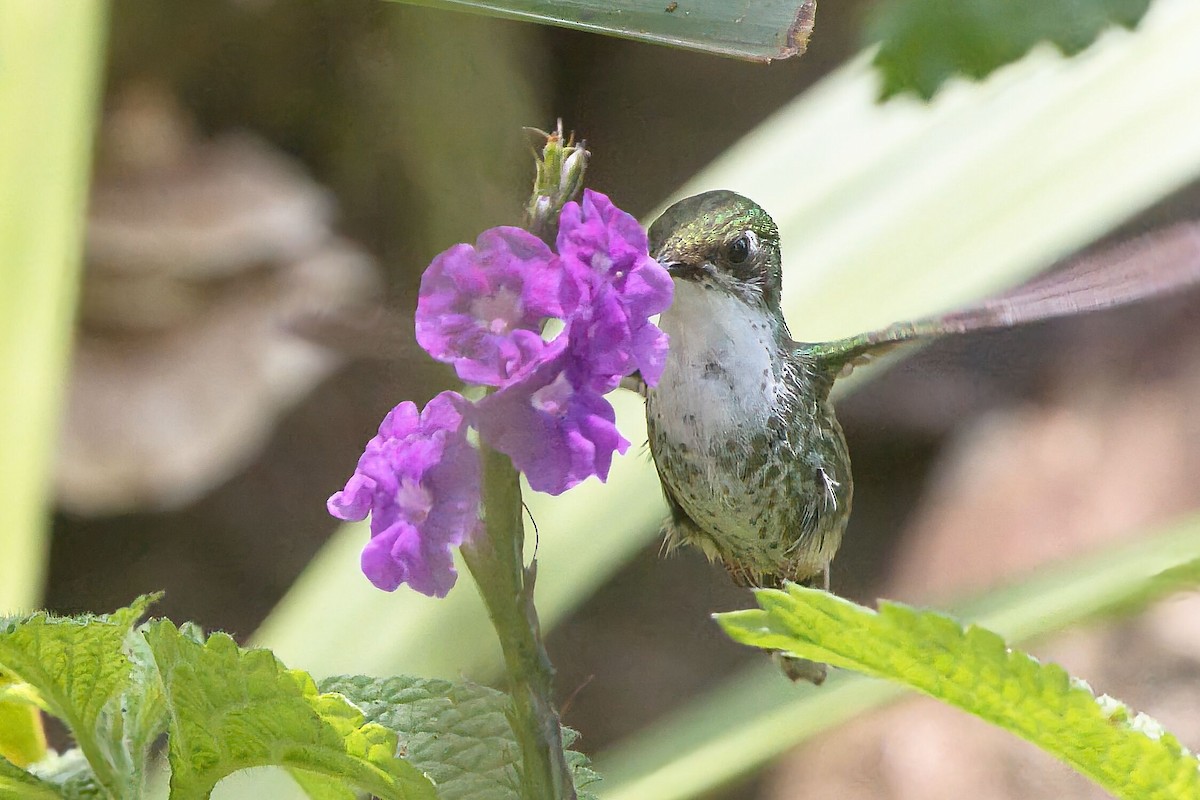 White-booted Racket-tail - ML625594384