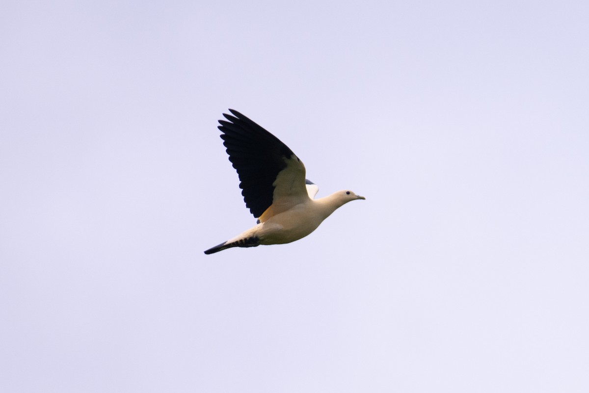 Yellowish Imperial-Pigeon - ML625594390