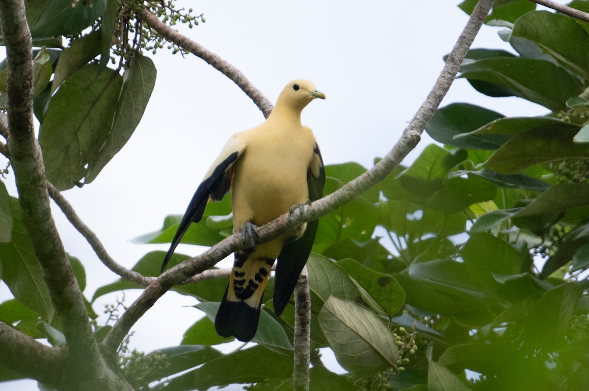 Yellowish Imperial-Pigeon - ML625594396
