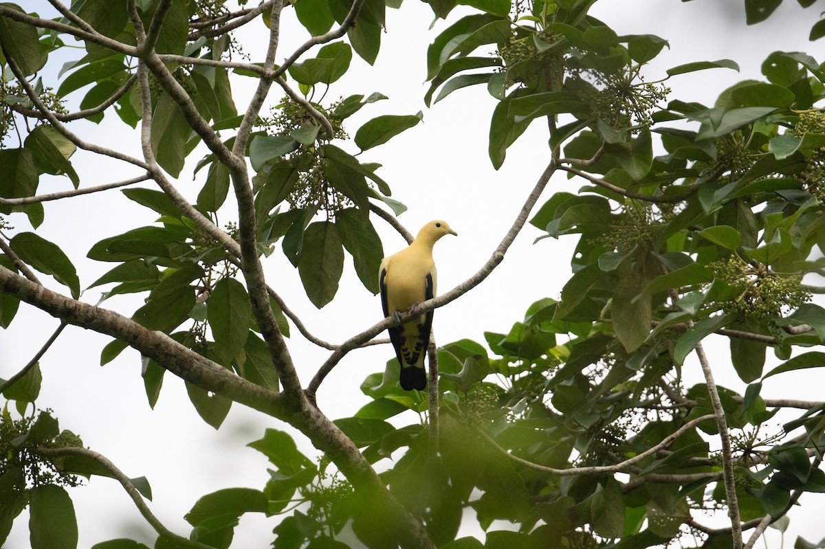 Yellowish Imperial-Pigeon - ML625594398