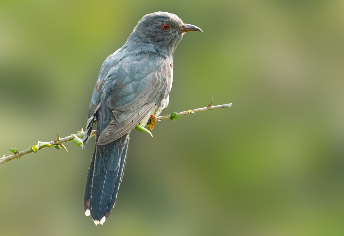 Gray-bellied Cuckoo - Rahuldev Rajguru