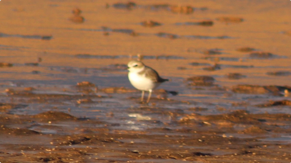 Snowy Plover - ML625594406