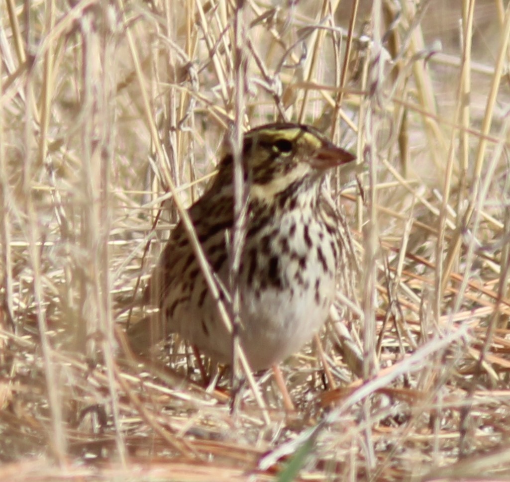 Savannah Sparrow - ML625594407