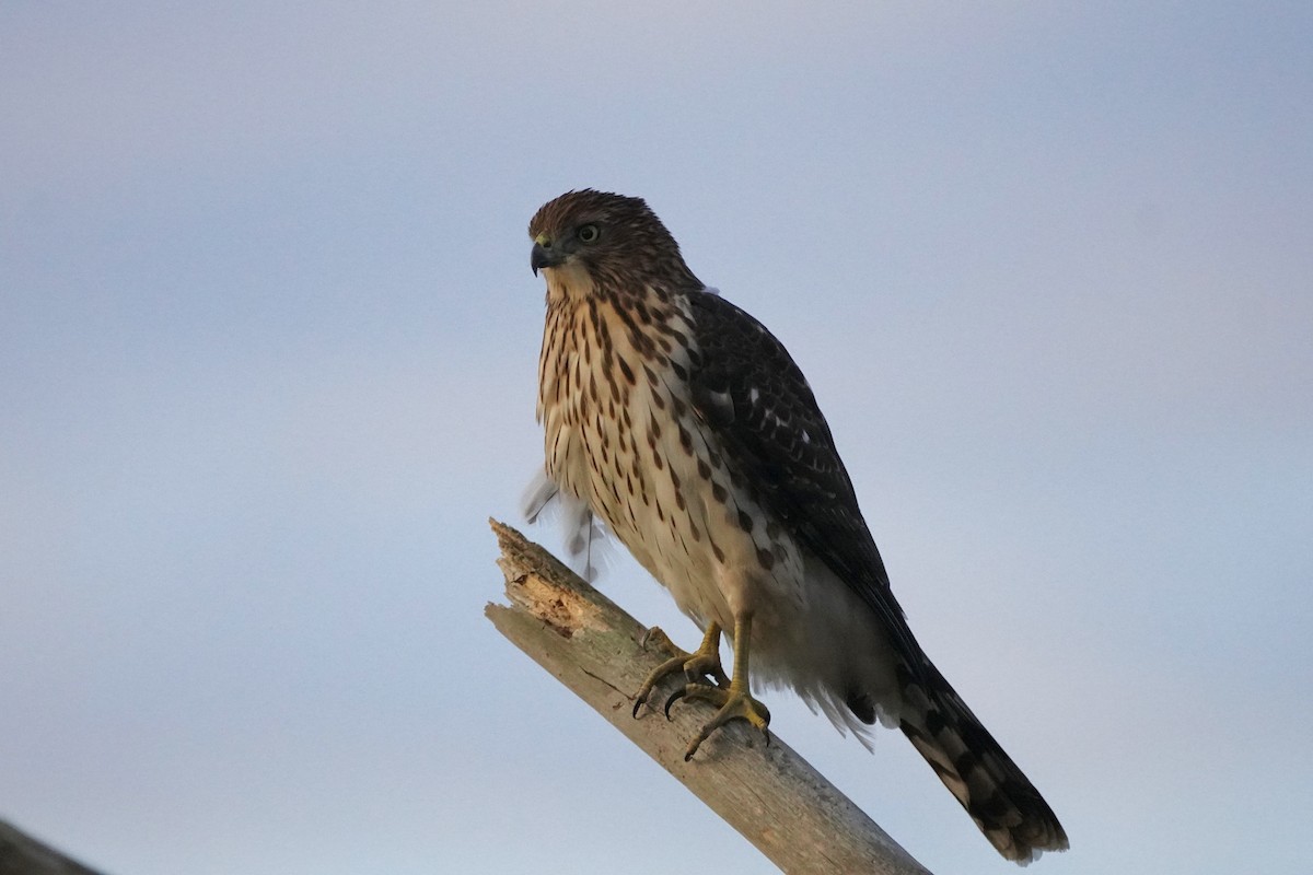 Cooper's Hawk - ML625595024