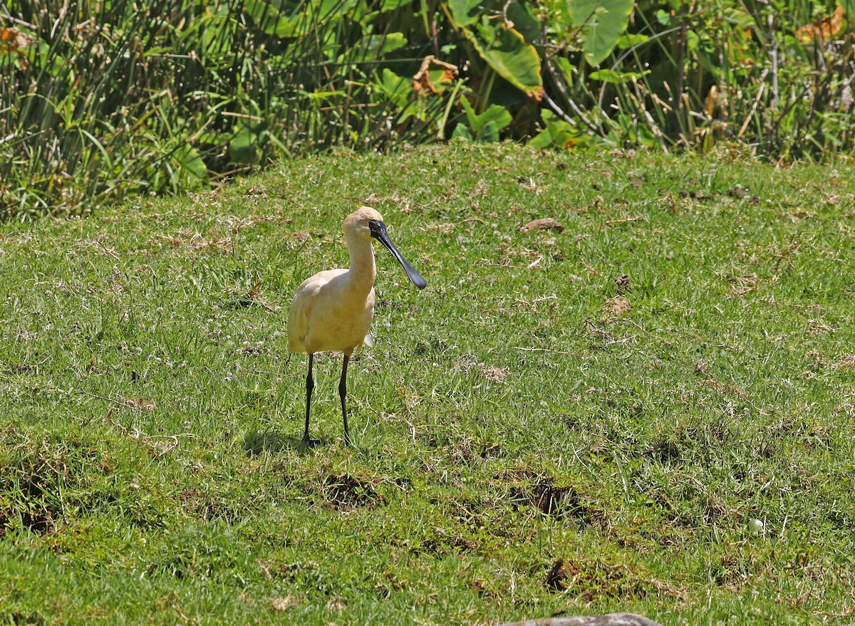 Royal Spoonbill - Julie Sarna