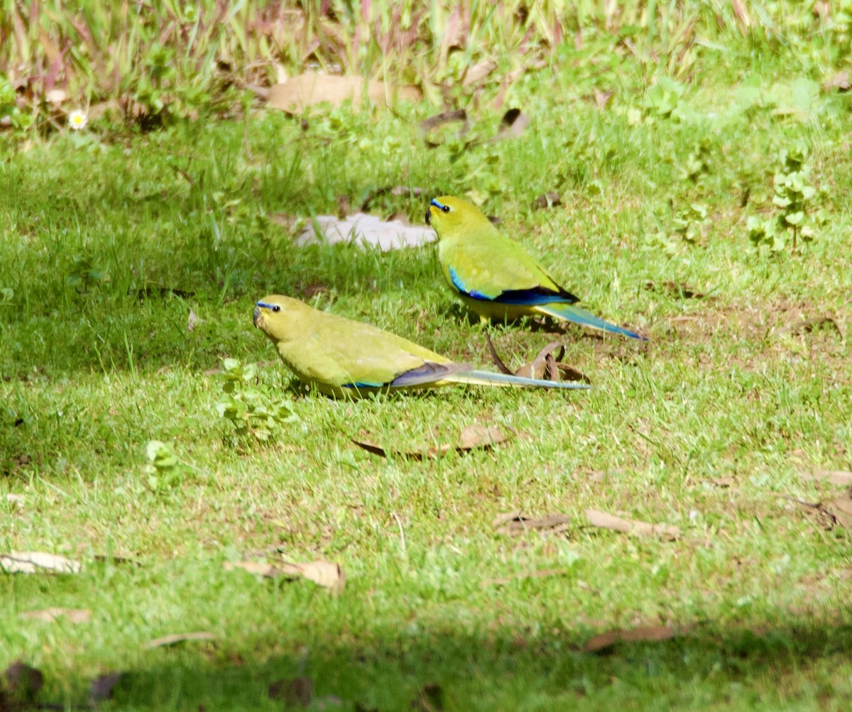 Elegant Parrot - ML625595114