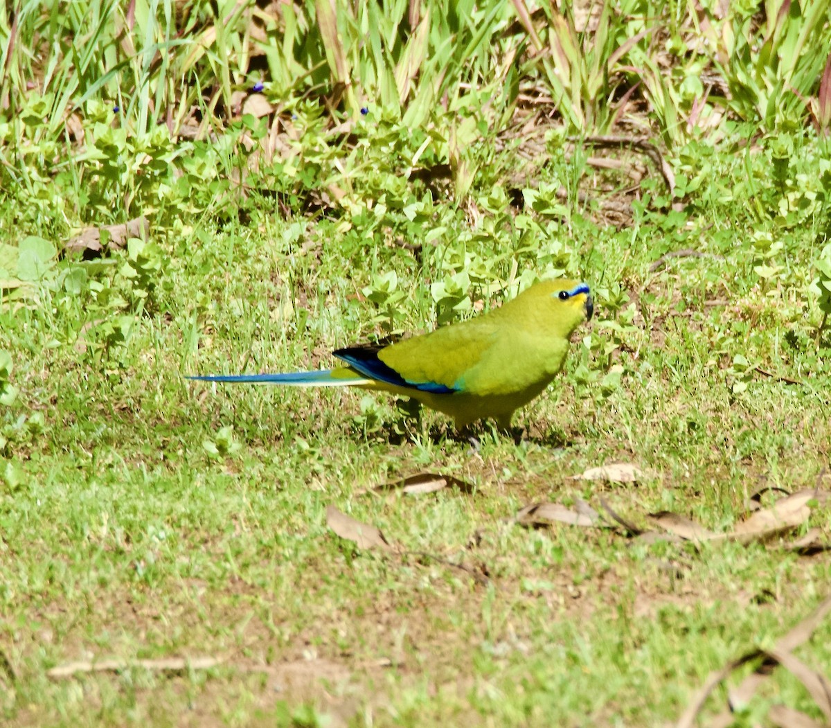 Elegant Parrot - ML625595139