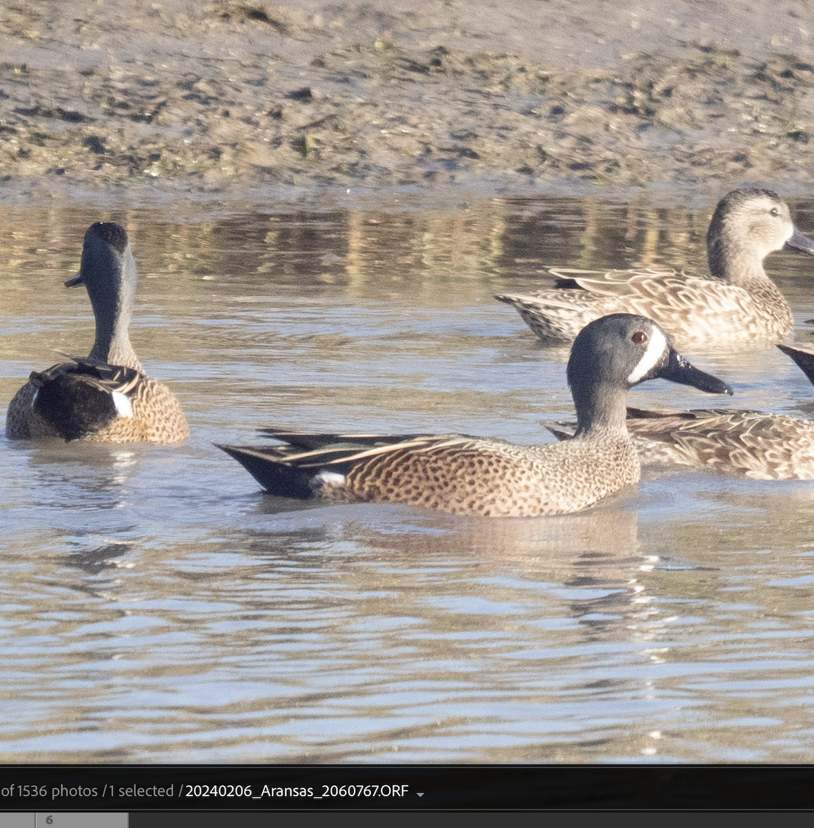 Blue-winged Teal - ML625595175