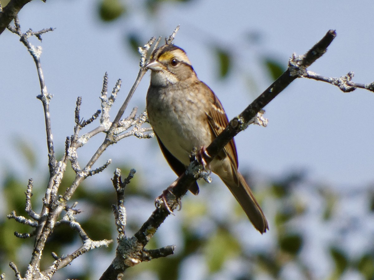 White-throated Sparrow - ML625595189