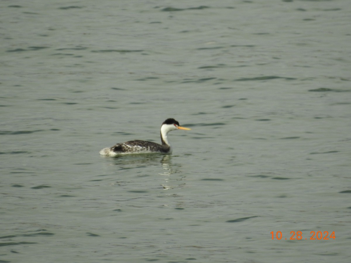 Clark's Grebe - ML625595370