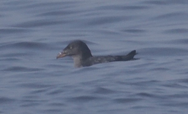 Rhinoceros Auklet - ML625595398