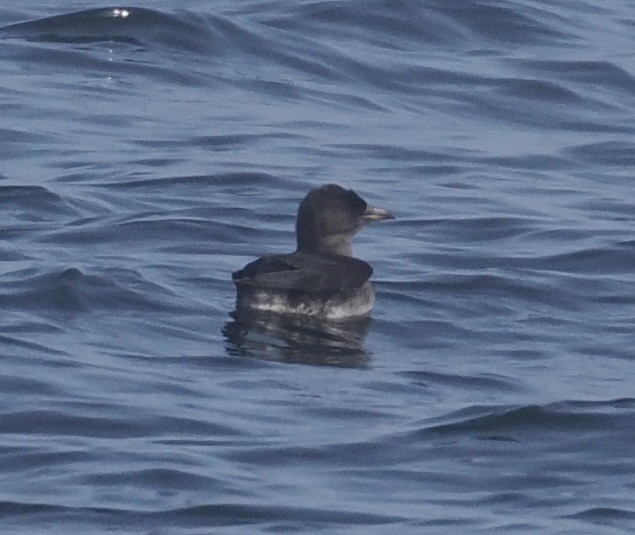 Rhinoceros Auklet - ML625595399