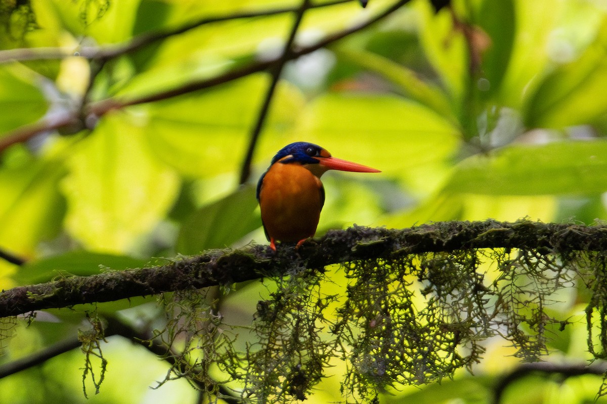 Manus Dwarf-Kingfisher - ML625595493