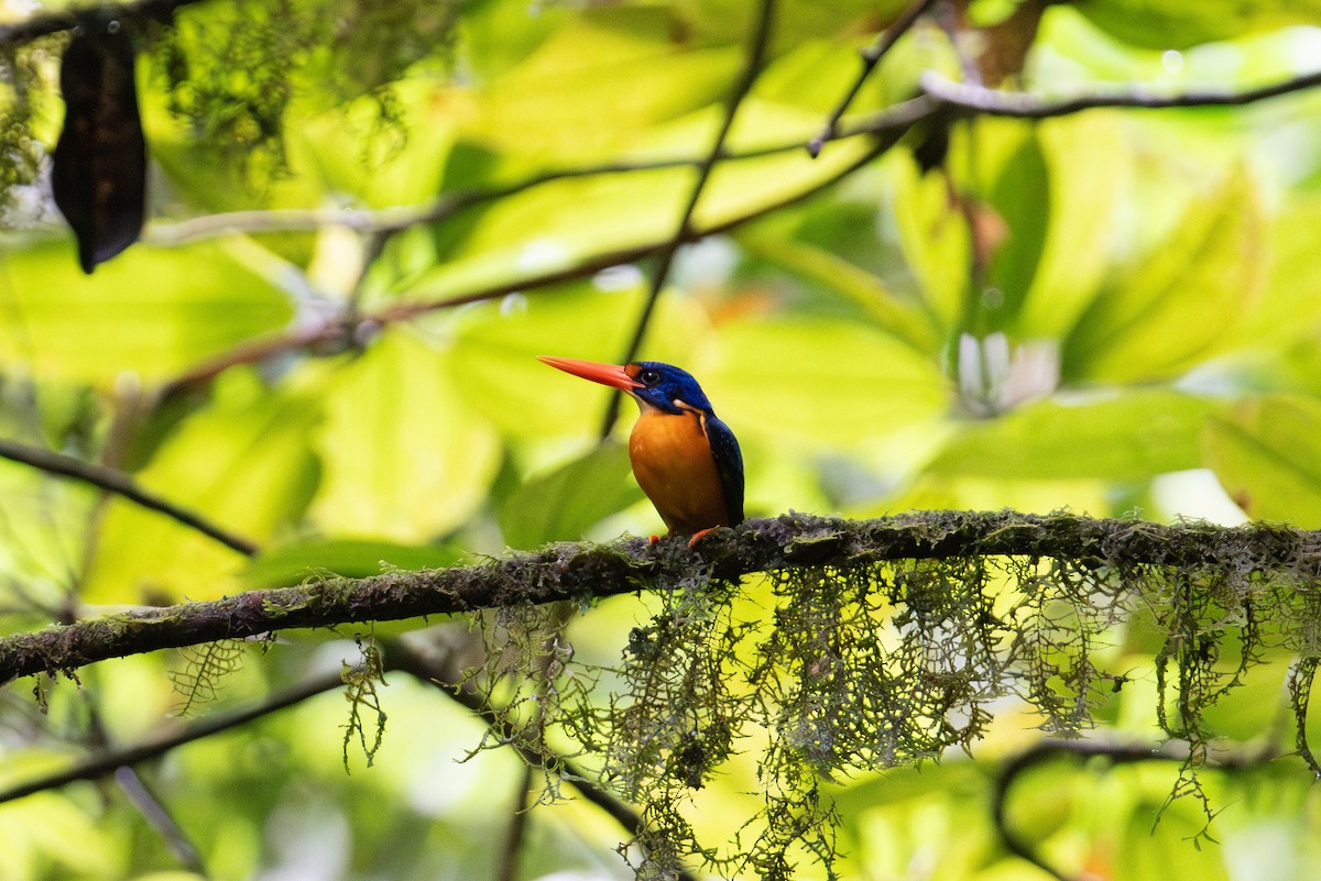 Manus Dwarf-Kingfisher - ML625595495