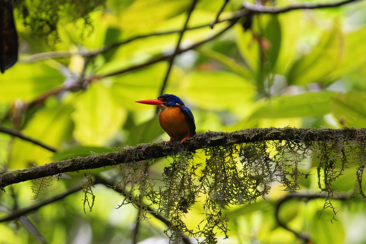 Manus Dwarf-Kingfisher - ML625595498