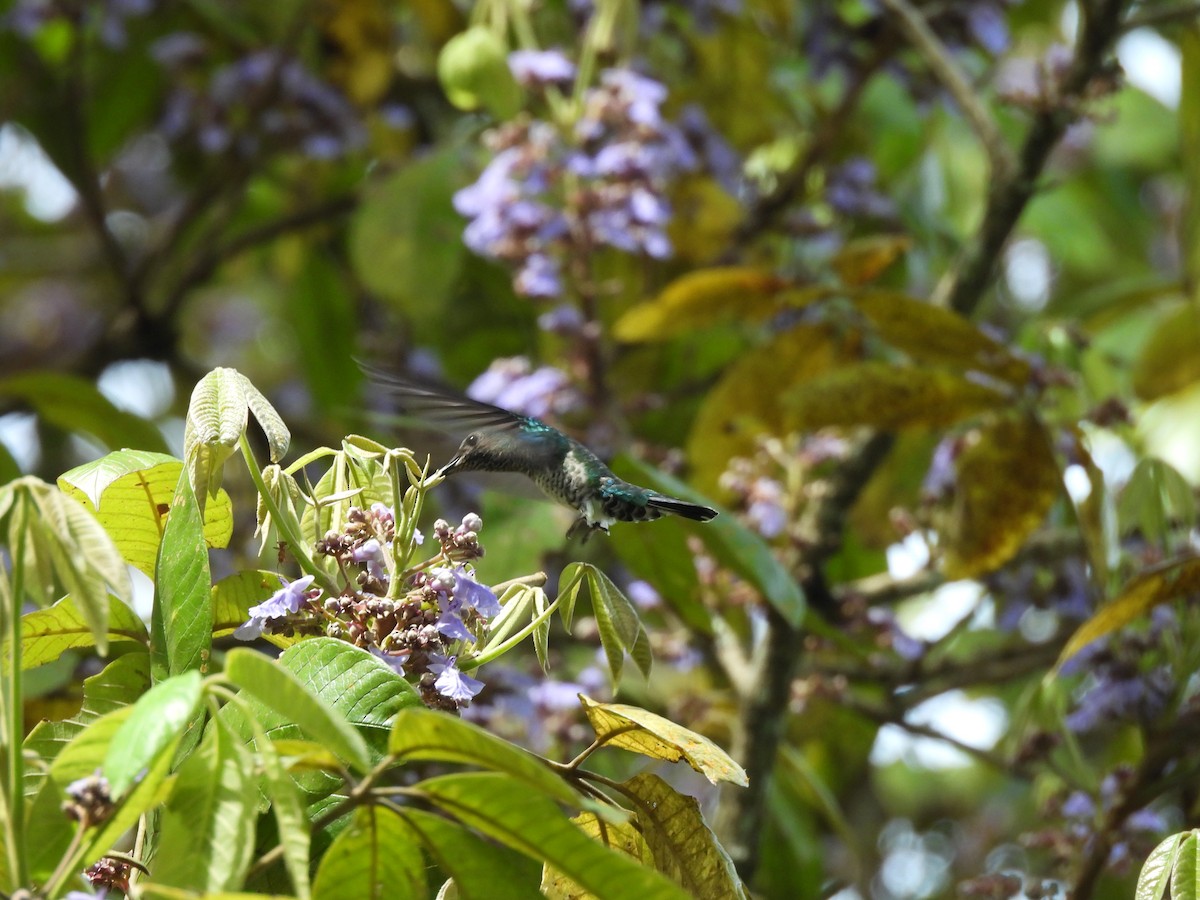 Green-crowned Brilliant - Bernardo José Jiménez Mejía