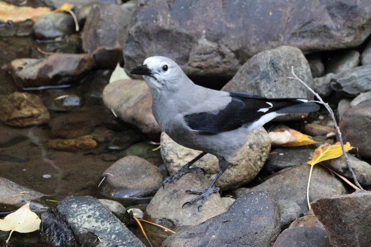 Clark's Nutcracker - ML625596041