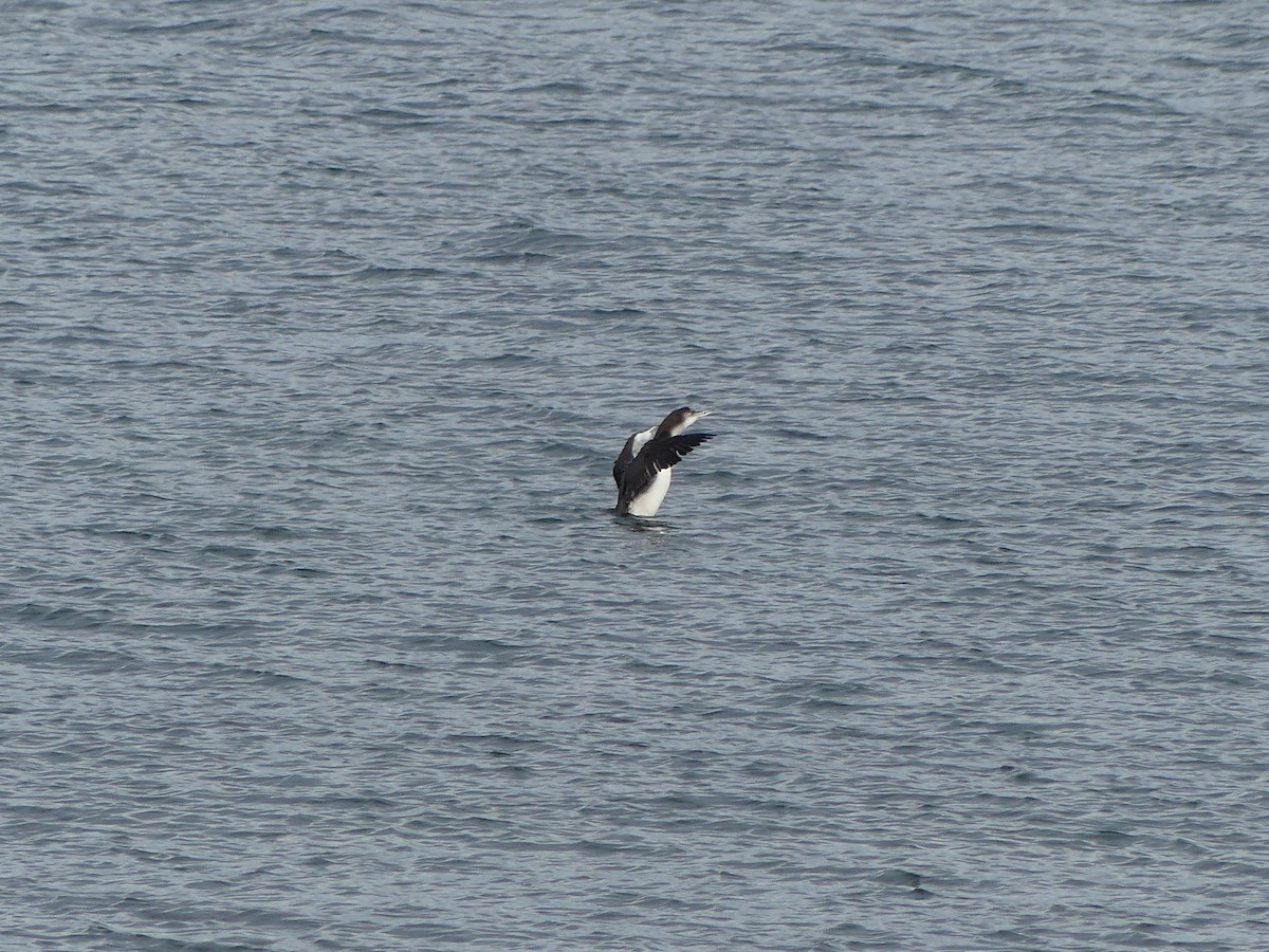 Common Loon - ML625596062