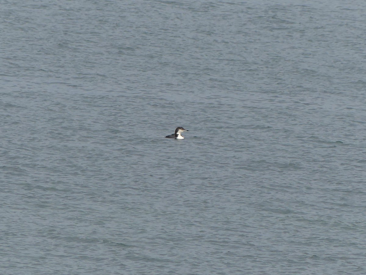 Common Loon - ML625596068