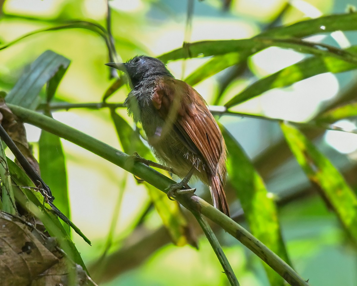 Gray-hooded Babbler - ML625596081