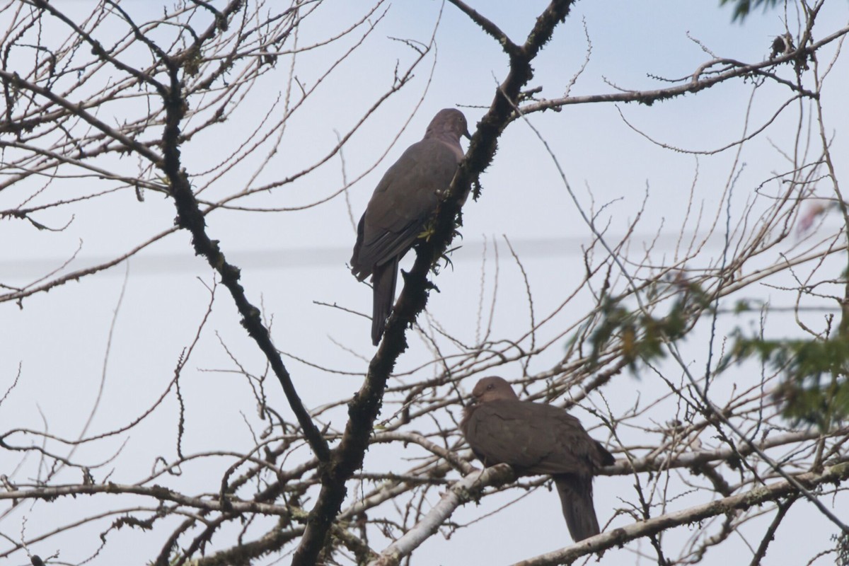 Plumbeous Pigeon - ML625596291