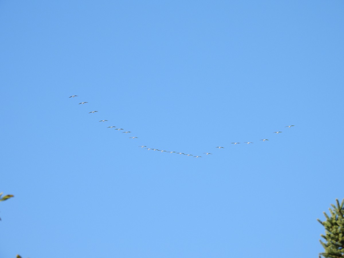 American White Pelican - ML625596316