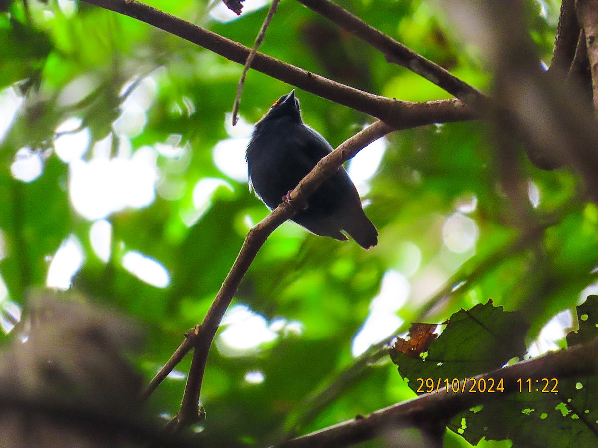 Blue-backed Manakin - ML625596325