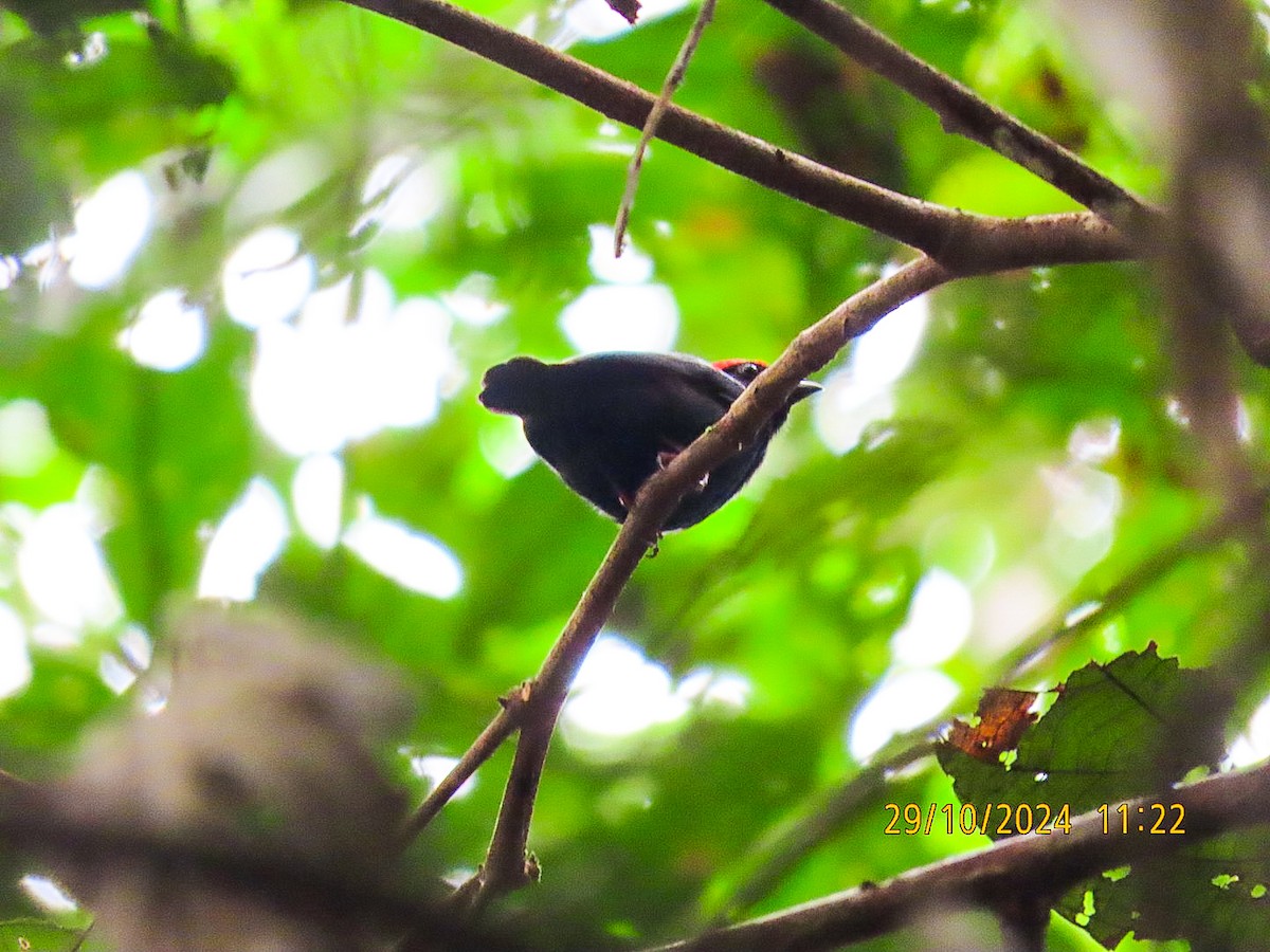 Blue-backed Manakin - ML625596326