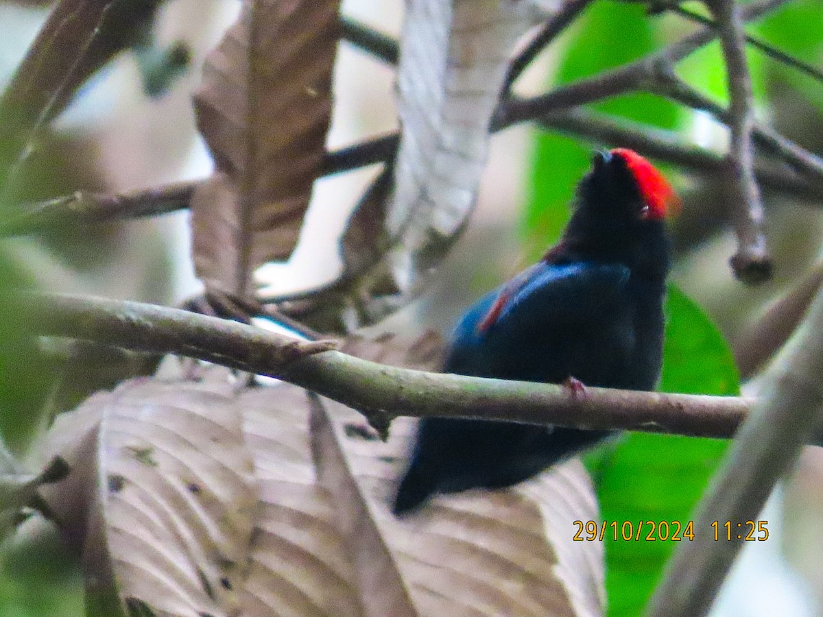 Blue-backed Manakin - ML625596327