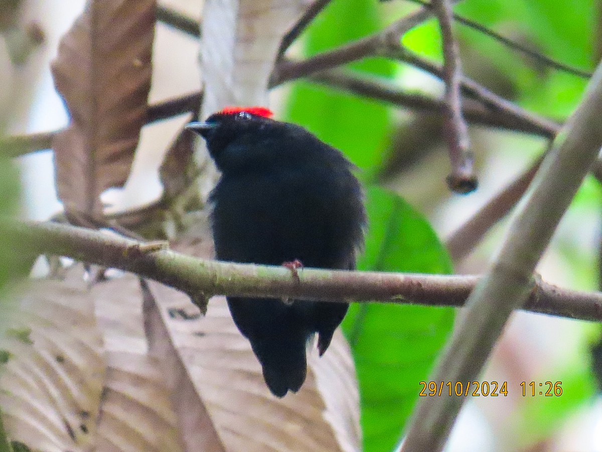 Blue-backed Manakin - ML625596328