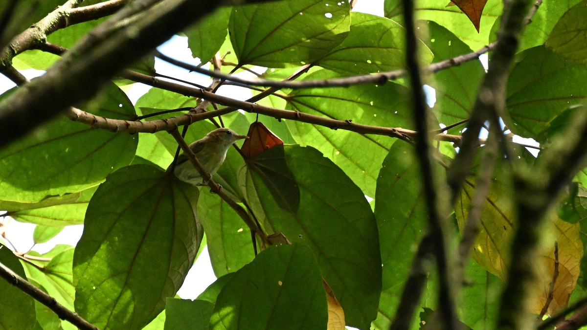 Rufous-naped Greenlet - ML625596386